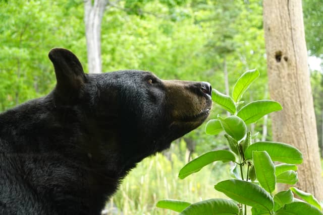 Vince Shute Wildlife Sanctuary - Image 1