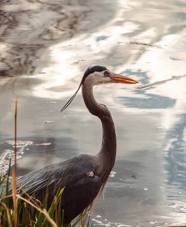 Sinton Pond Open Space - Image 1