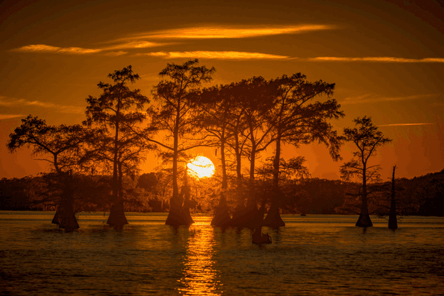 Caddo Lake - Image 1