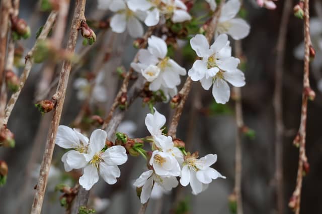 Lakewood Avenue Spring Blossoms - Image 1