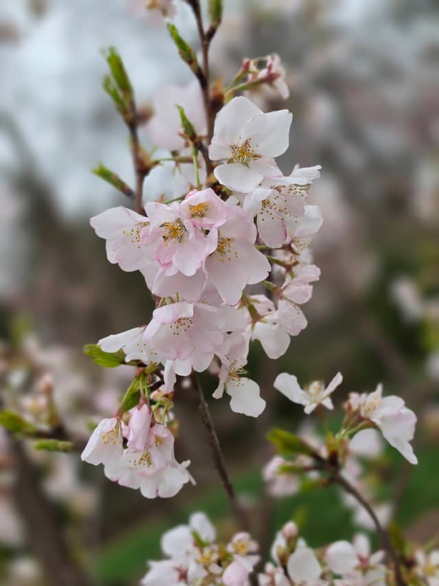 Silver Spring Spring Blossoms - Image 1