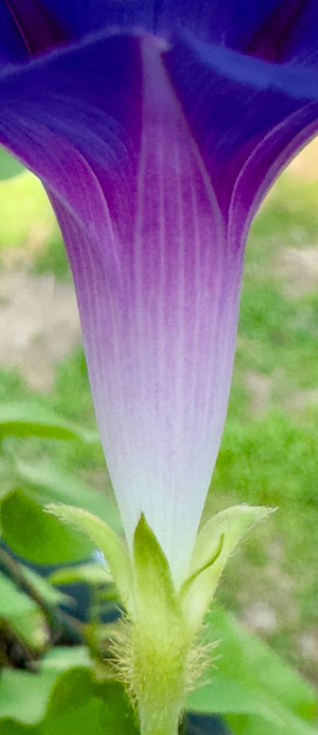Tolland Garden Flora - Image 1