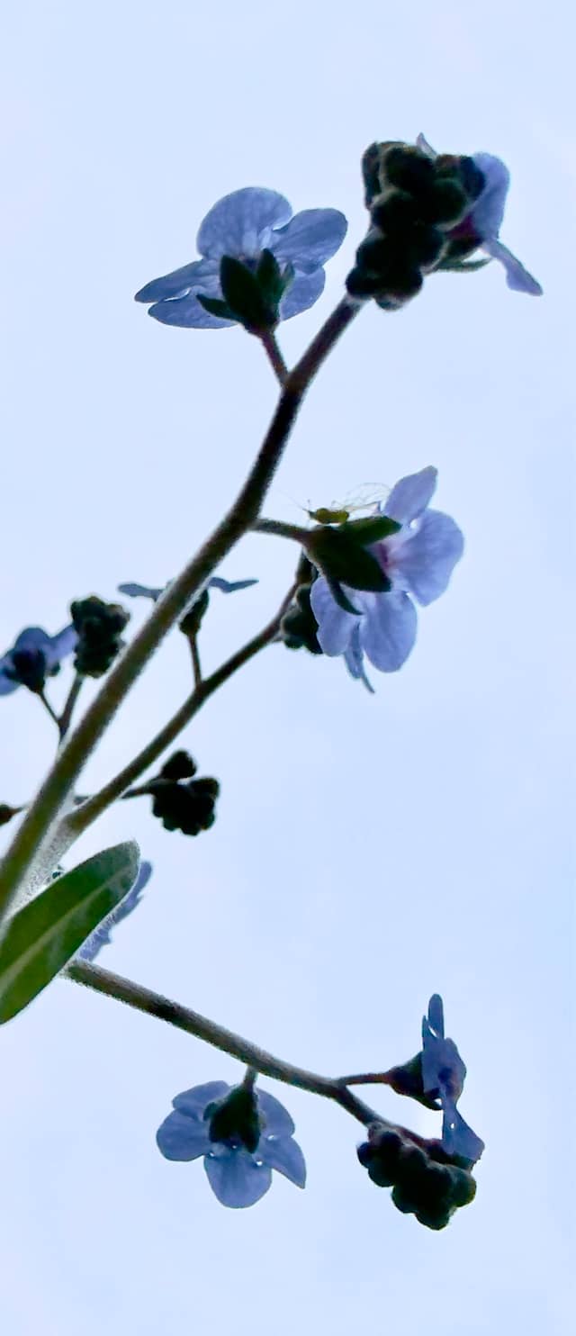 Old Post Road Wildflowers - Image 1