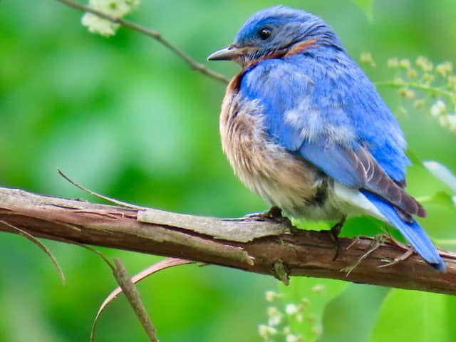 Eastern Bluebird Habitat - Image 1