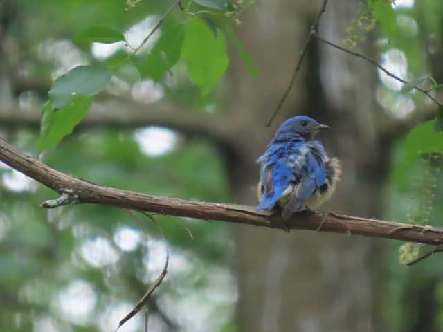 Tolland Nature Trails - Image 1