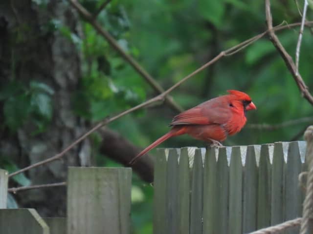 Tolland Backyard Wildlife - Image 1