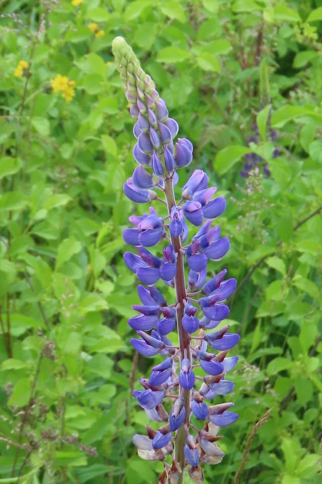 North Conway Lupine Fields - Image 1