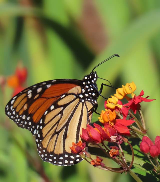 Harkness Memorial State Park Gardens - Image 1