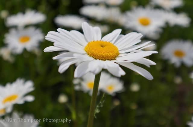 Tolland Wildflower Garden - Image 1