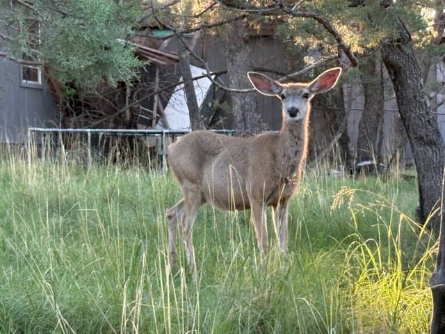 Ruidoso Mule Deer Habitat - Image 1