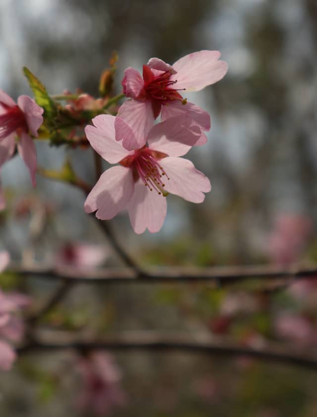 Bennington Spring Blossoms - Image 1