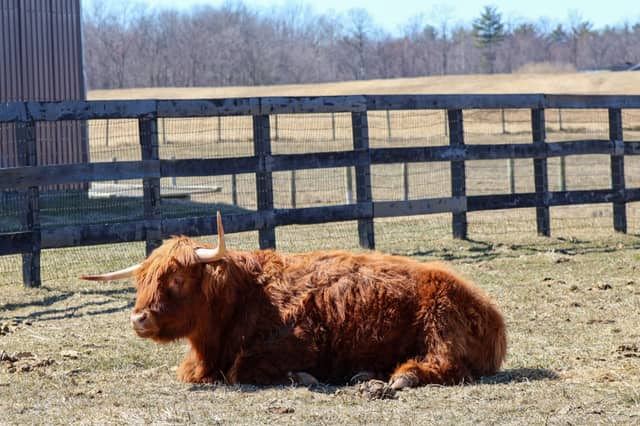Old Saratoga Highland Farm - Image 1