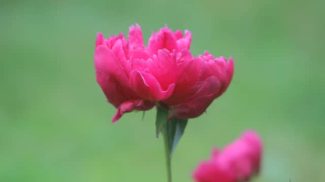 Factoryville Floral Garden - Image 1