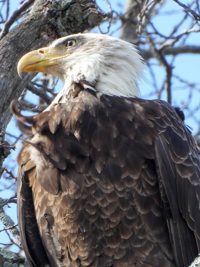 Meriden Bald Eagle Spot - Image 1