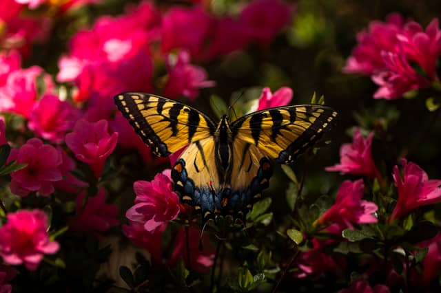 Gibbs Gardens - Image 1