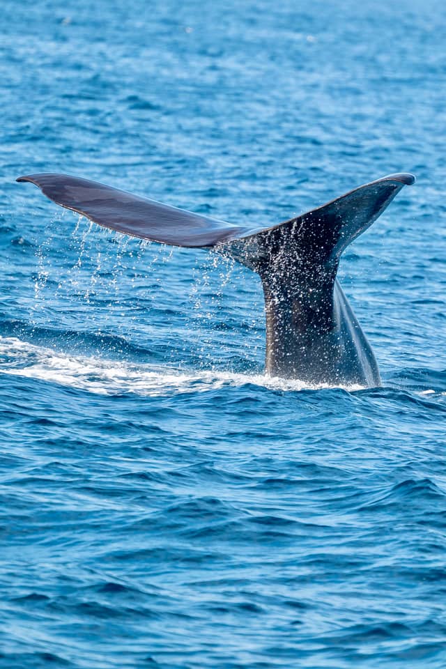 Long Beach Whale Watching - Image 1