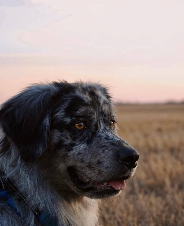 De Pere Open Fields - Image 1