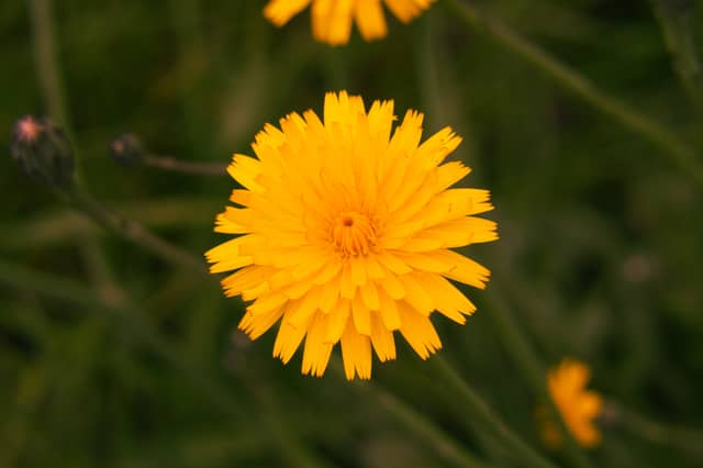 Castle Rock Wildflowers - Image 1