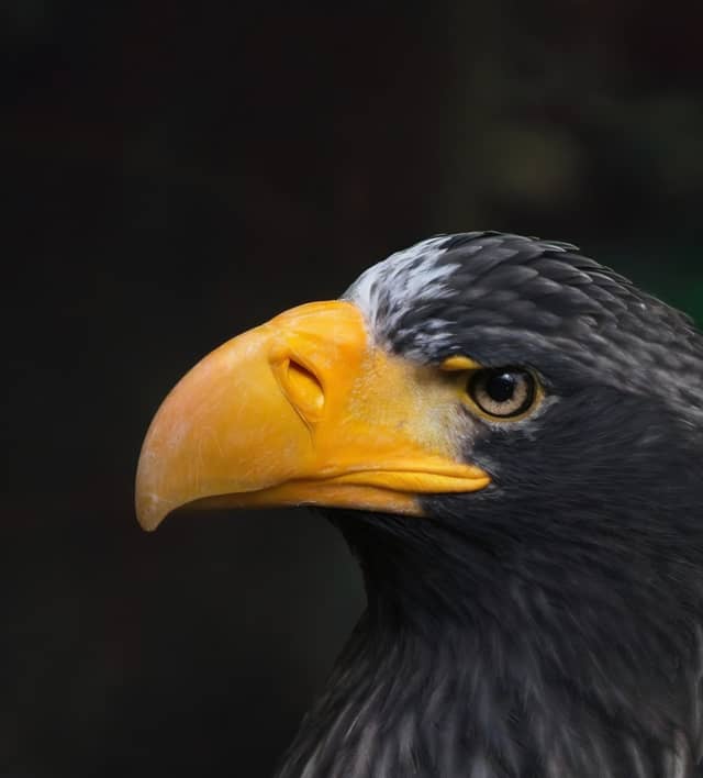 Steller's Sea Eagle Portrait Spot - Image 1