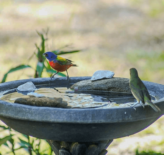 Midway Birding Garden - Image 1