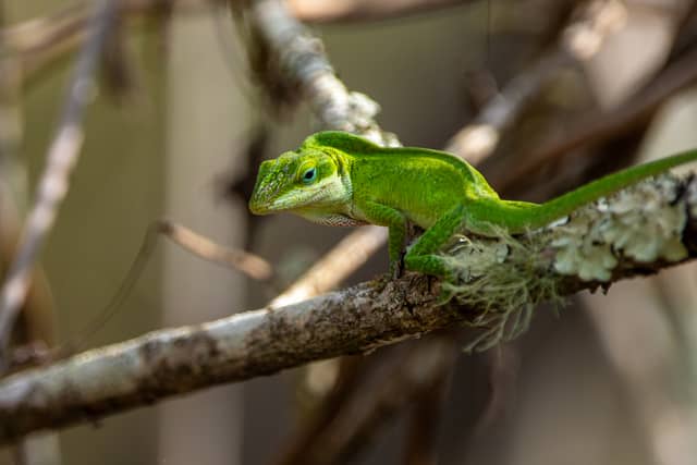 Briar Hollow Urban Wildlife - Image 1