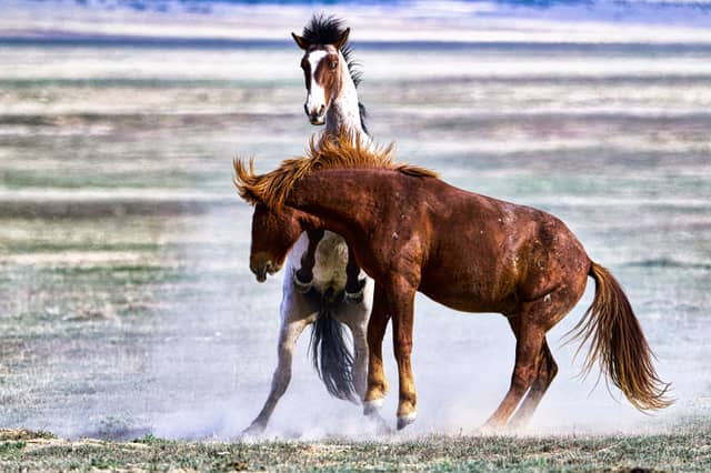 Onaqui Wild Horse Range - Image 1