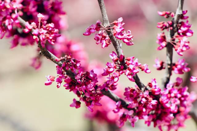 Will Rogers Gardens Redbuds - Image 1