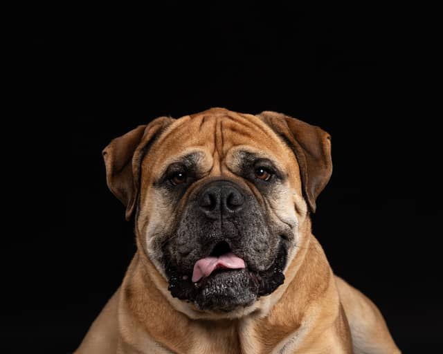 Cornelius Pet Portrait Studio - Image 1