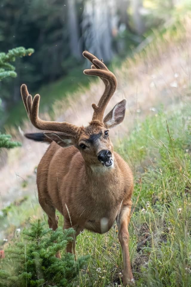 Hurricane Ridge Subalpine Meadows - Image 1
