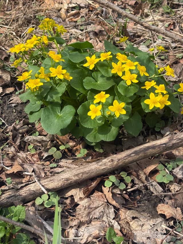 Viking Trail Woodlands - Image 1