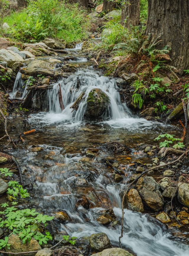 Pfeiffer Big Sur Redwood Stream - Image 1