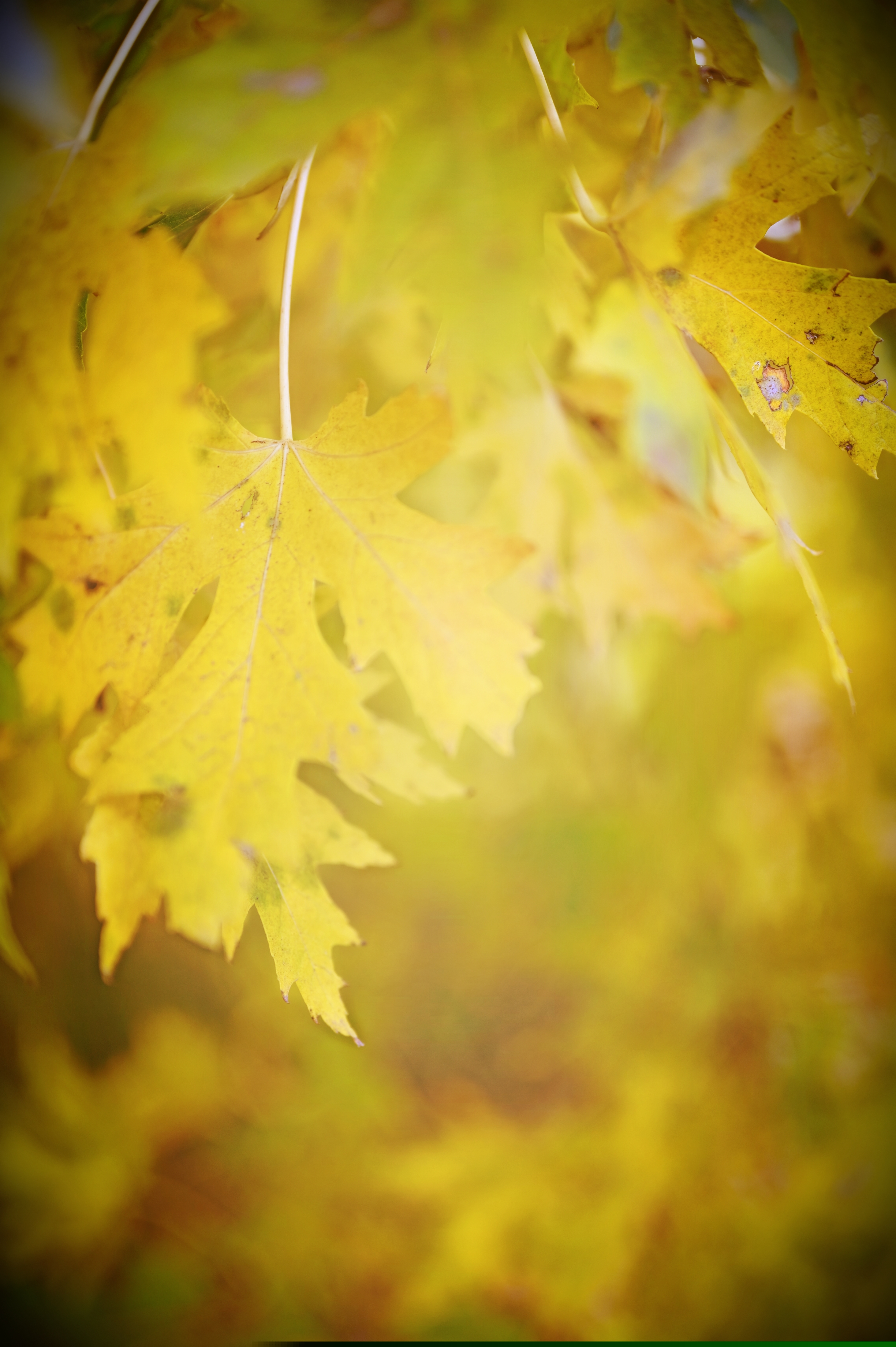 Sheyenne River Valley Autumn Foliage - Image 1