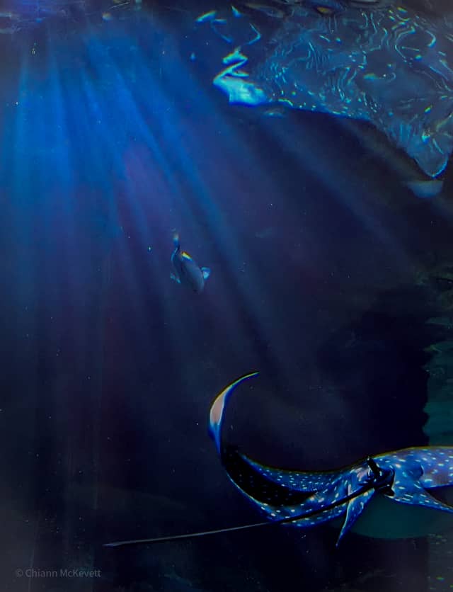 Virginia Aquarium - Image 1