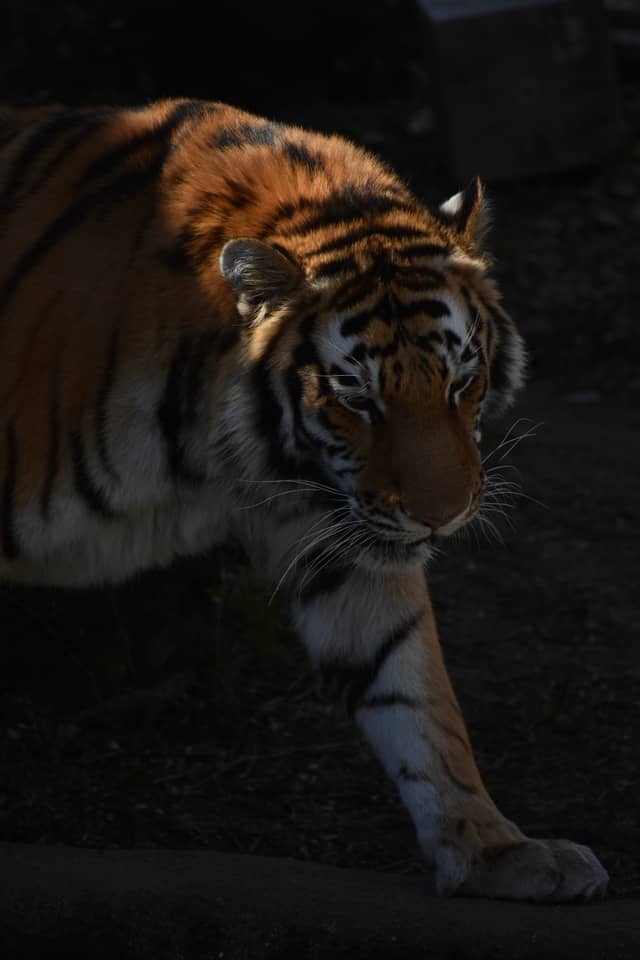 Buffalo Zoo - Image 1