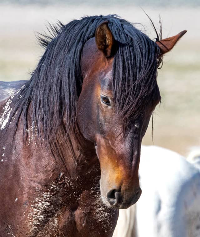 Ottumwa Horse Pasture - Image 1