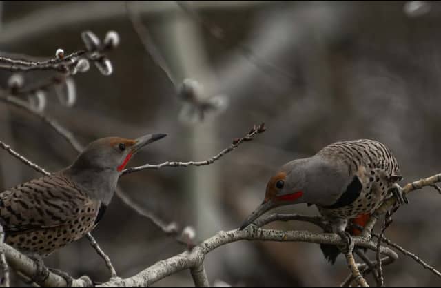 Greenacres Birding Habitat - Image 1