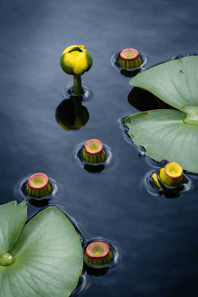 Wakodahatchee Wetlands - Image 1