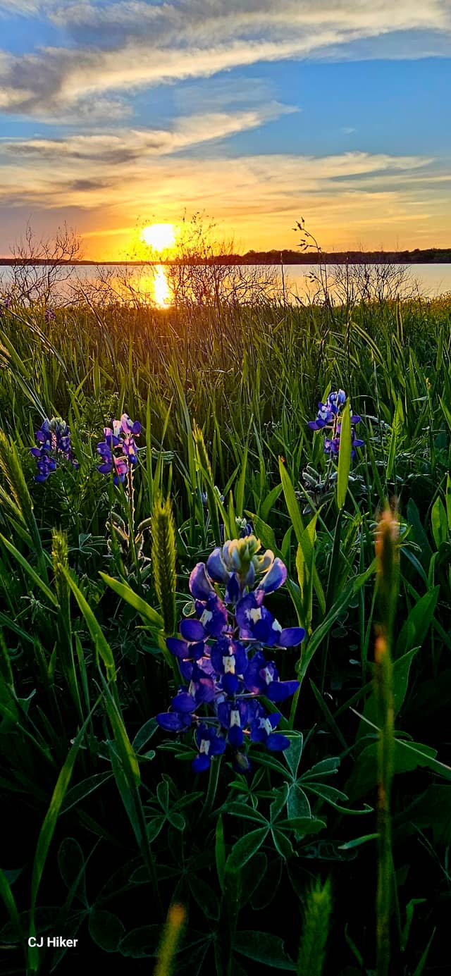 Lake Bardwell Bluebonnets - Image 1