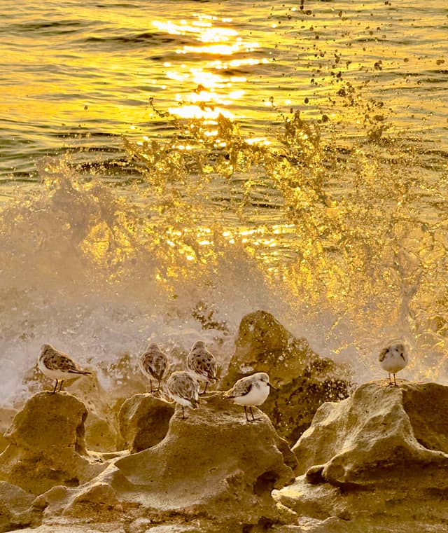 Coral Cove Park - Image 1