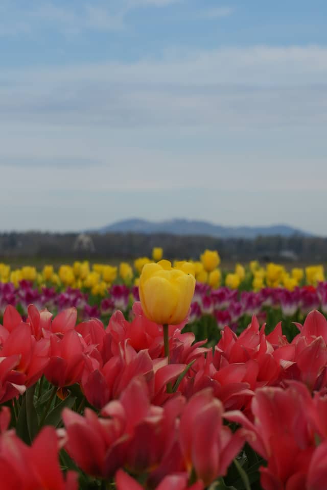 Skagit Valley Tulip Fields - Image 1