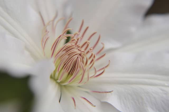 Corinth Garden Macro - Image 1