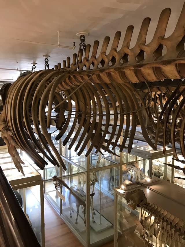 Harvard Museum of Natural History - Image 1