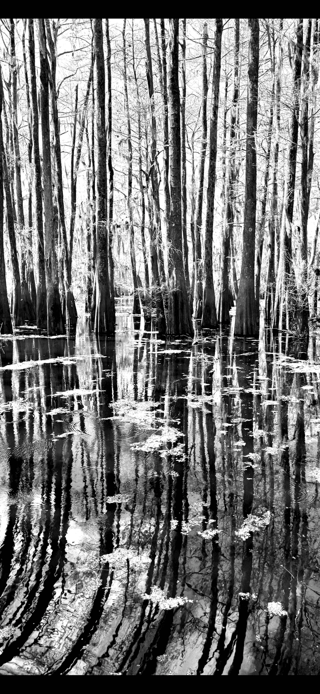 Atchafalaya Basin Cypress Swamp - Image 1