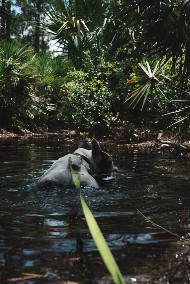 Palmetto Creek - Image 1