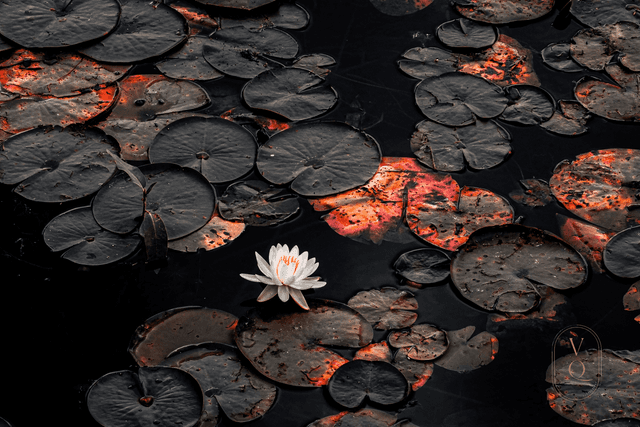 Forest Park Lily Ponds - Image 1