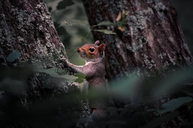 Covington Wooded Wildlife Spot - Image 1
