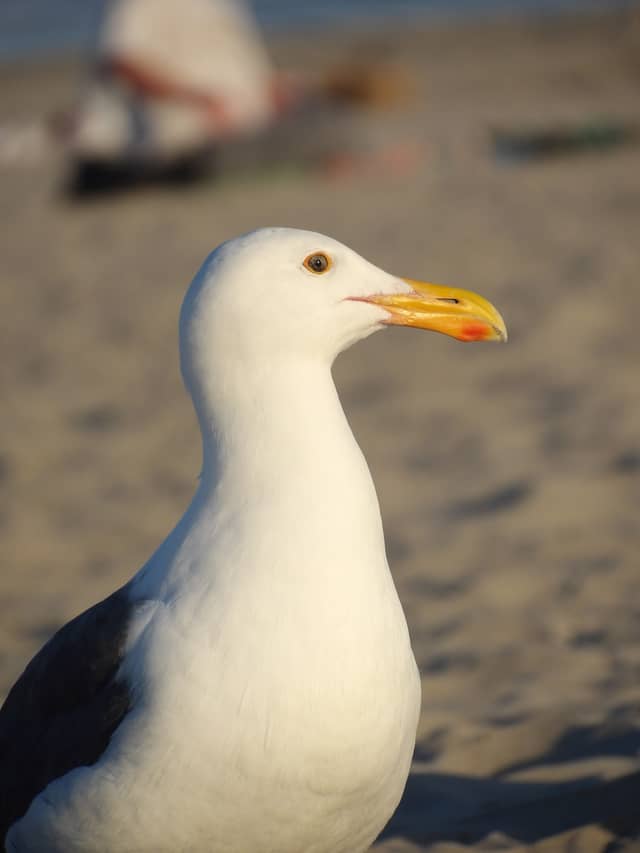 Southern California Beach Wildlife - Image 1