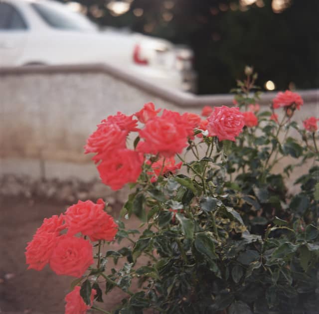 La Verne Suburban Rose Garden - Image 1
