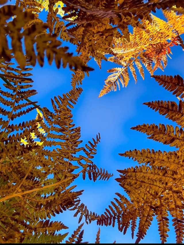 Flagstaff Autumn Ferns - Image 1