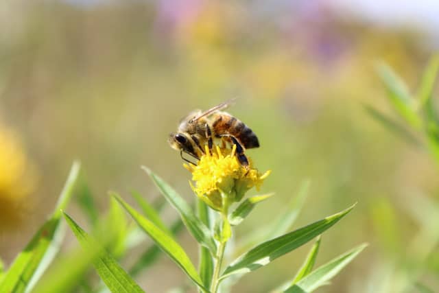 Findley Lake Wildflower Meadow - Image 1
